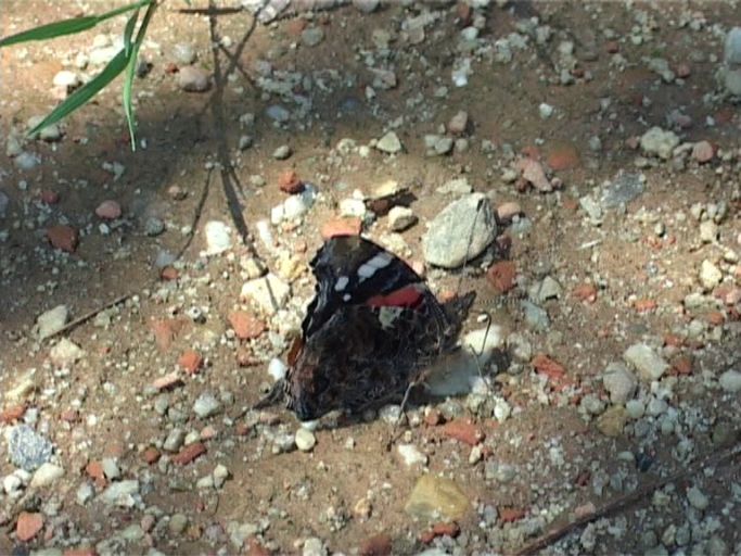 Admiral ( Vanessa atalanta ), Flügelunterseite : Der Falter saugt an den Steinen die Mineralien. Brüggen, Brachter Wald, 10.07.2005